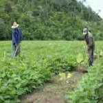 agricultura17